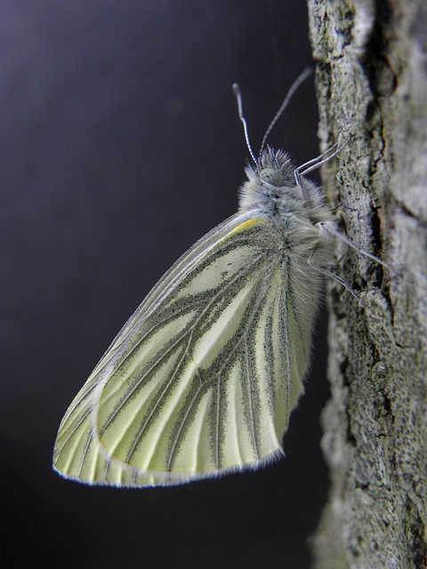 butterfly, day, summer, nature, animals, vulnerability, antennas, bug