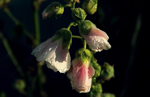 Free Flowers Nature photo and picture