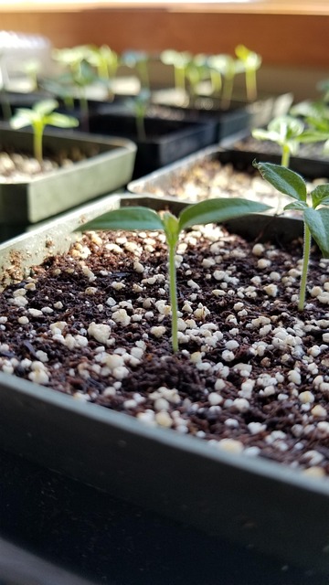 Free Plants Seedlings photo and picture