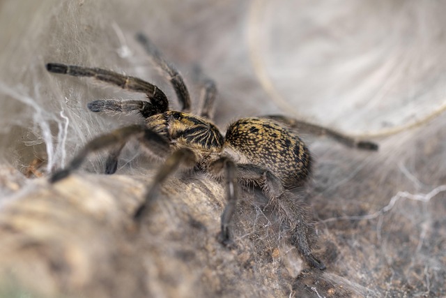 Free Tarantula Spider photo and picture