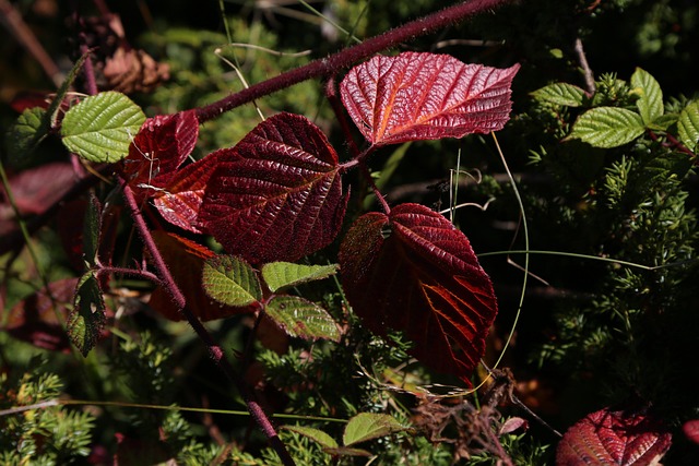 Free Leaf Nature photo and picture
