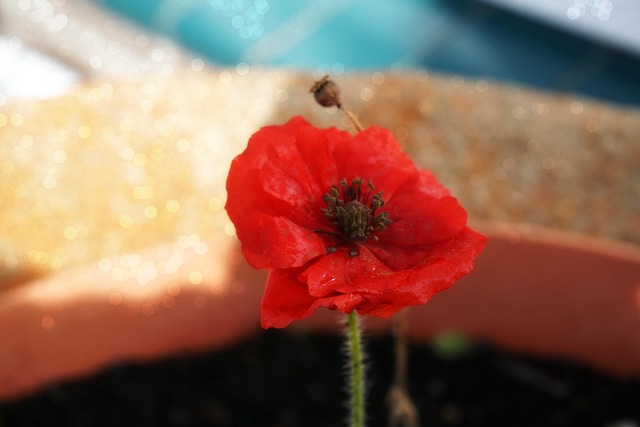 Free Poppy Flower photo and picture