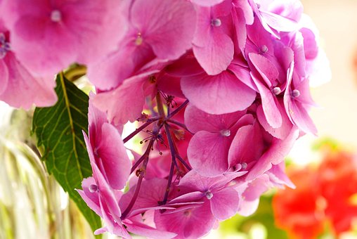 Natur, Smukke Blomster, Plante