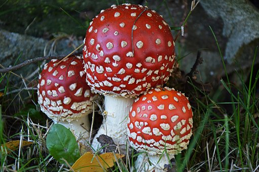 Free Toadstool Forest photo and picture