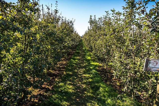 Free Apple Orchard photo and picture
