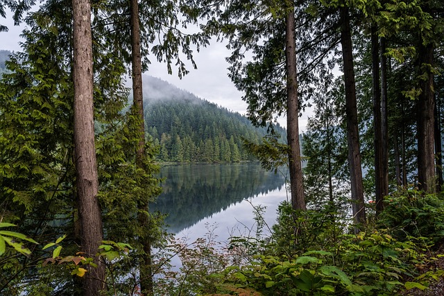 Free Lake Forest photo and picture