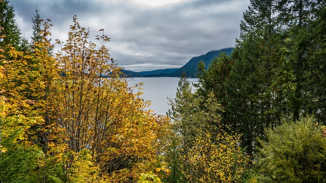 Free Lake Forest photo and picture