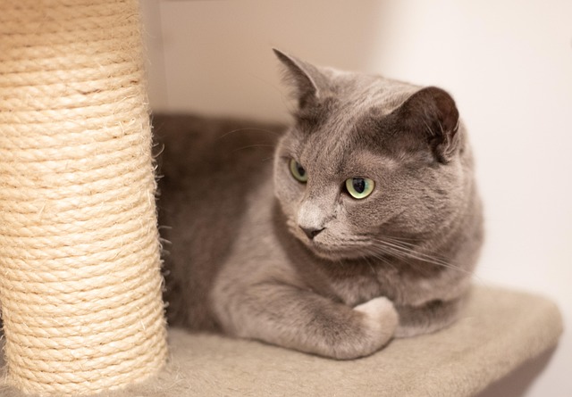 Free Cat Nature photo and picture