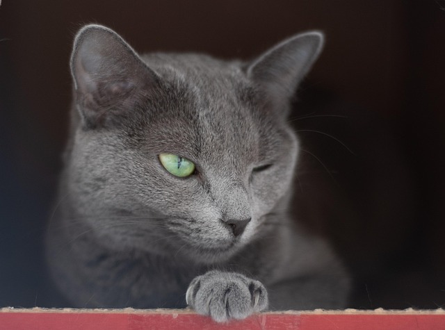 Free Cat Animal photo and picture