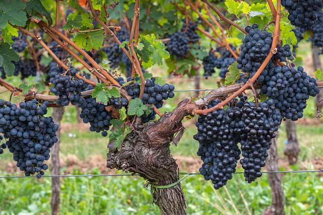 Free Wine Grapes photo and picture