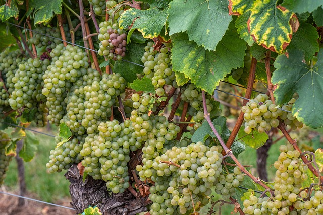Free Wine Grapes photo and picture