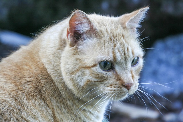 Tabby, Katze, Katzenartig, Tier