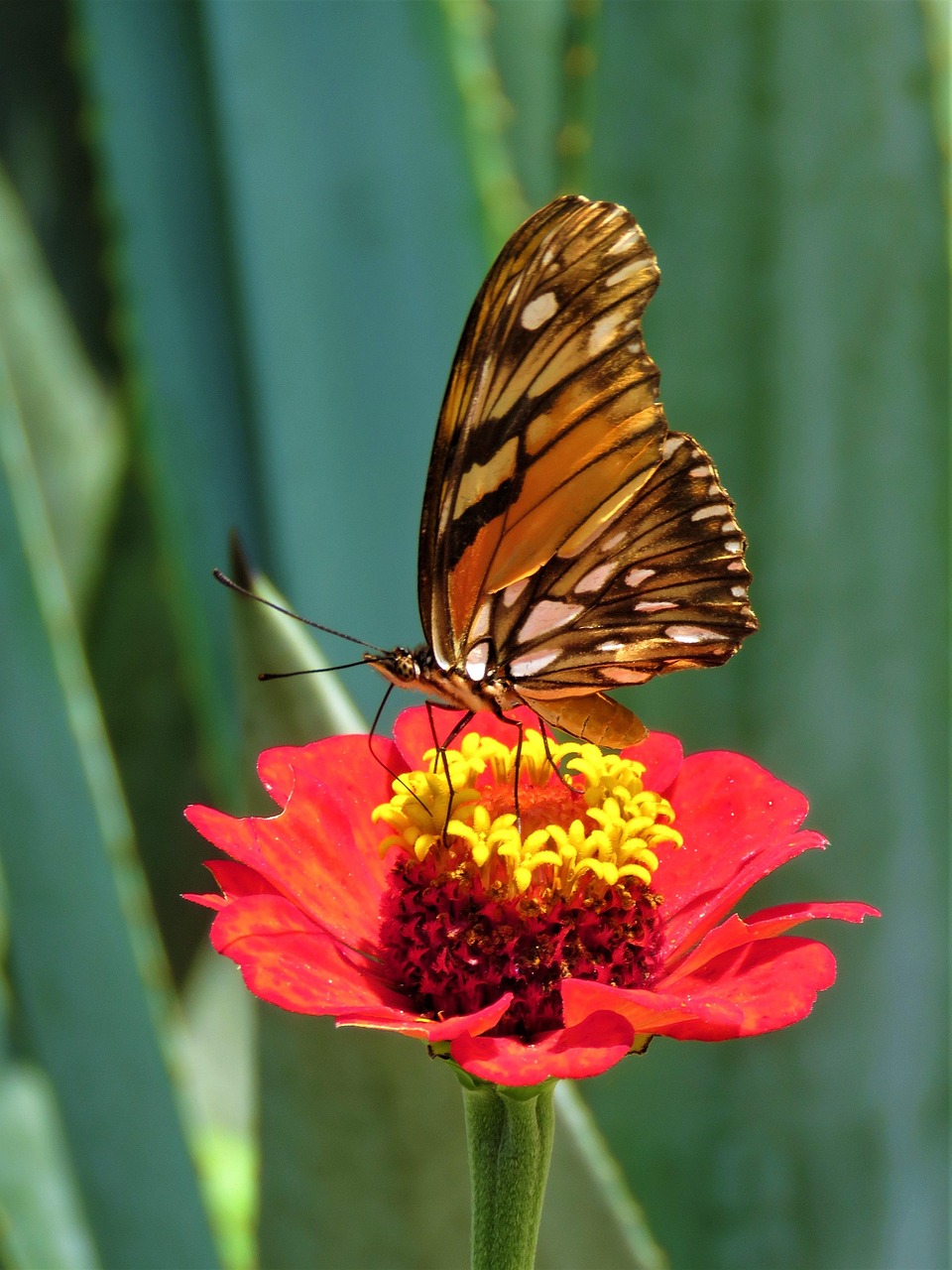Butterfly Flower Garden Free photo on Pixabay Pixabay
