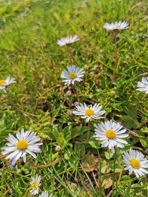Madeliefje, Natuur, Gras, Bloom