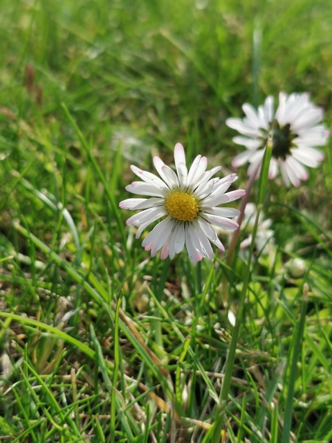 Madeliefje, Bloem, Gras, De Lente, Bloom