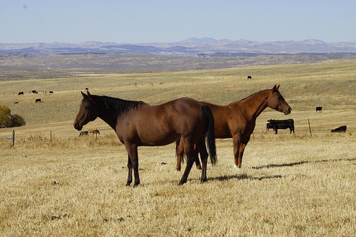 Free Horses Ranch photo and picture