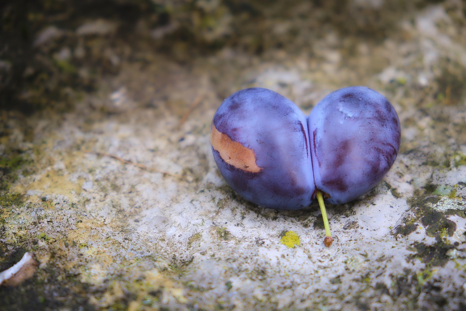 Plum Heart Double Free photo on Pixabay