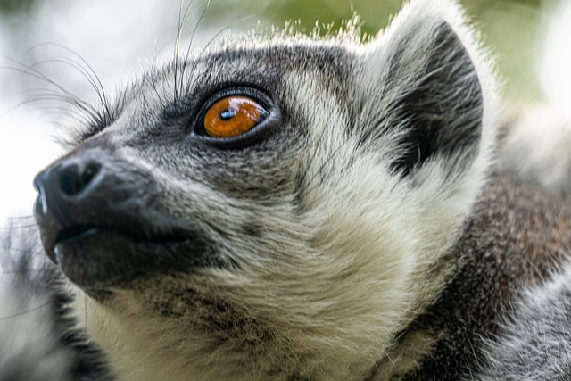 Free Monkey Lemur photo and picture