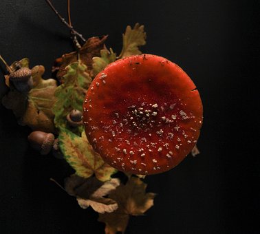 Free Fall Mushroom photo and picture