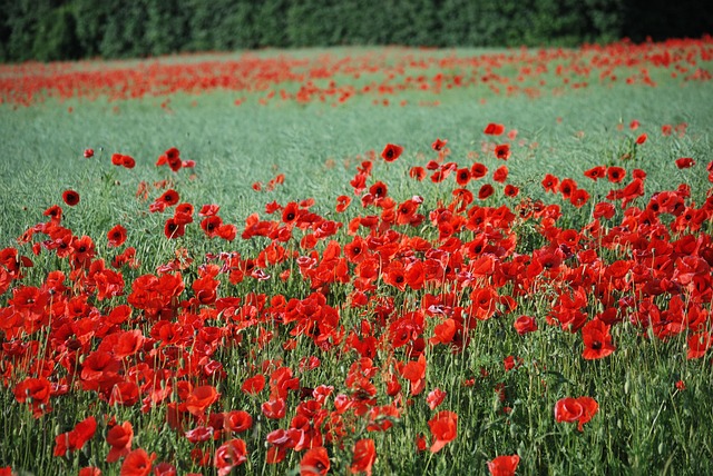 Free Field Flowers photo and picture
