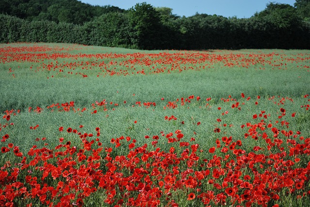 Free Field Poppies photo and picture