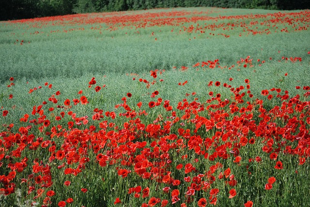 Free Field Poppies photo and picture
