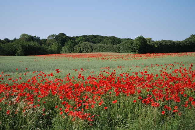 Free Poppy Flower Background photo and picture