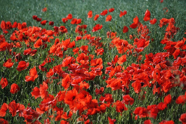 Free Poppy Beautiful Flowers photo and picture