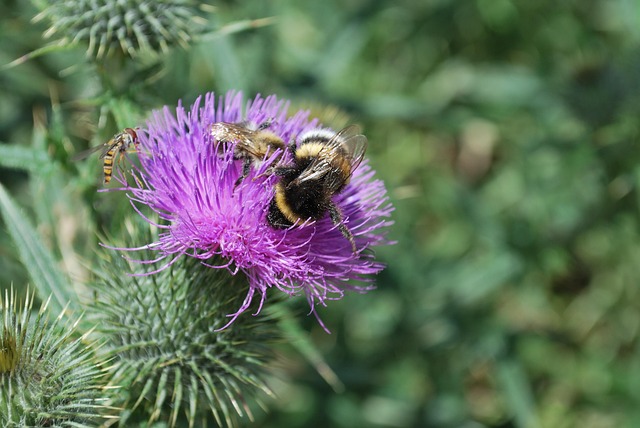 Free Thistle Bumblebee photo and picture
