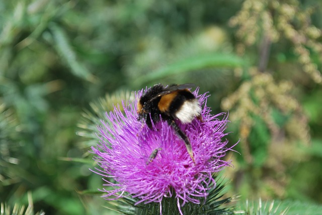 Free Thistle Bumblebee photo and picture