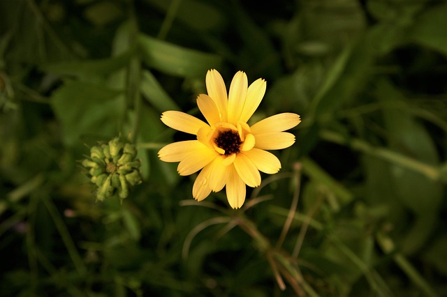 Free Yellow Summer photo and picture