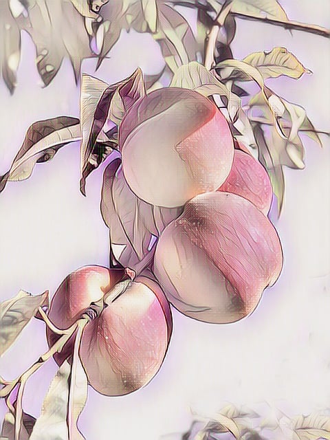 Free peach digital painting pastel illustration