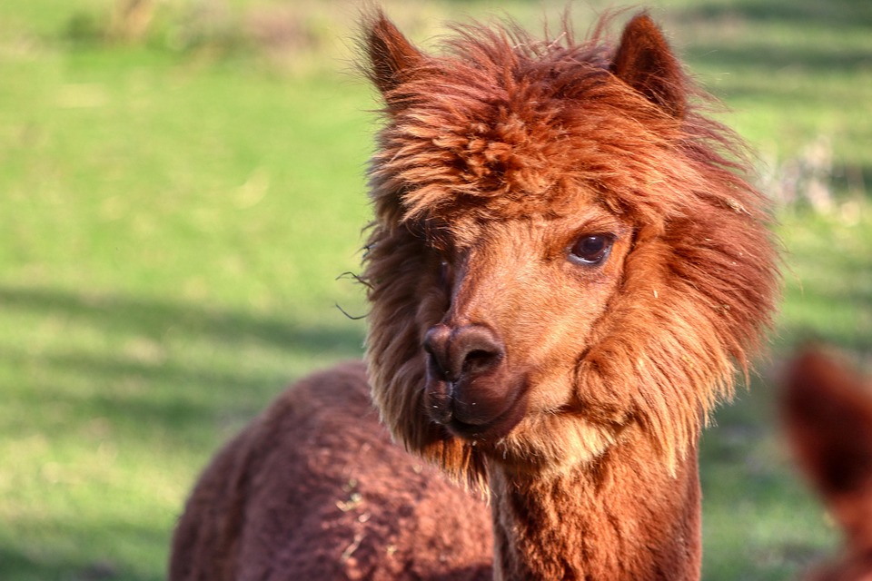 Alpaca Wool Animal Farm Free photo on Pixabay Pixabay