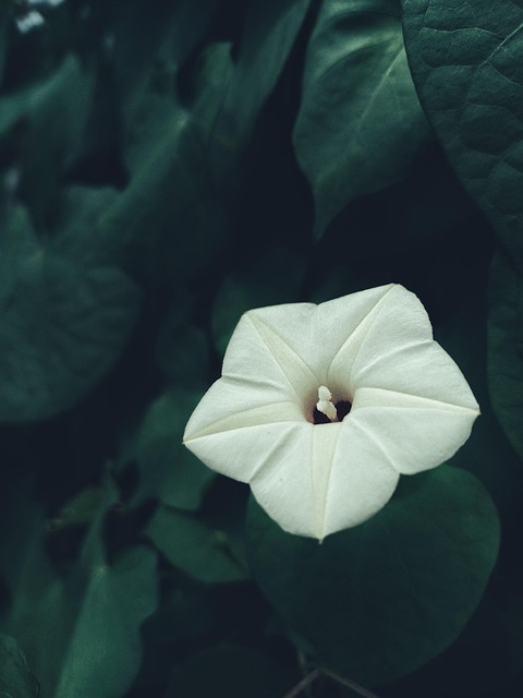 Free Chi Ipomoea Flowers Nature photo and picture