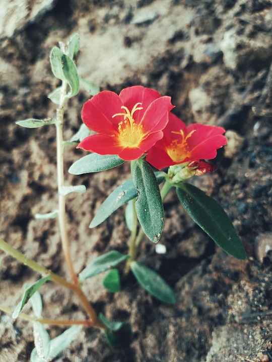 Portulaca Grandiflora, Grama, Natureza, Paisagem