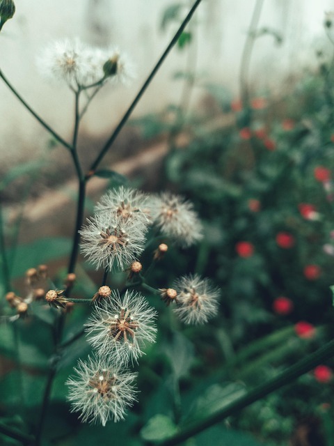 Free Flowers Nature photo and picture