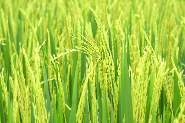 ubud, bali, indonesia, padi field, growing padi, green padi, padi grain, agriculture, nature, island, rural, food, asia, countryside, rice, cultivating, grass, growing grain, asian main source of food, field, green rice, green island