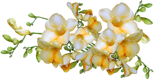 Free flowers freesias yellow illustration
