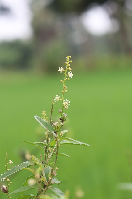 Copac, Plantelor, A Inflori, Flori