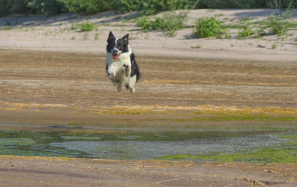 Dog Jump Game Free photo on Pixabay