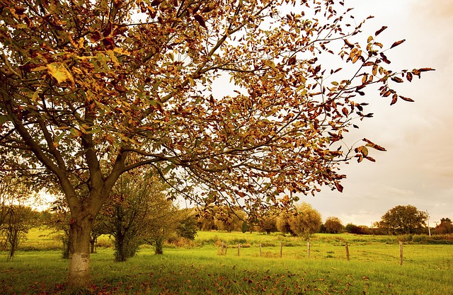 Free Sun Leaves photo and picture