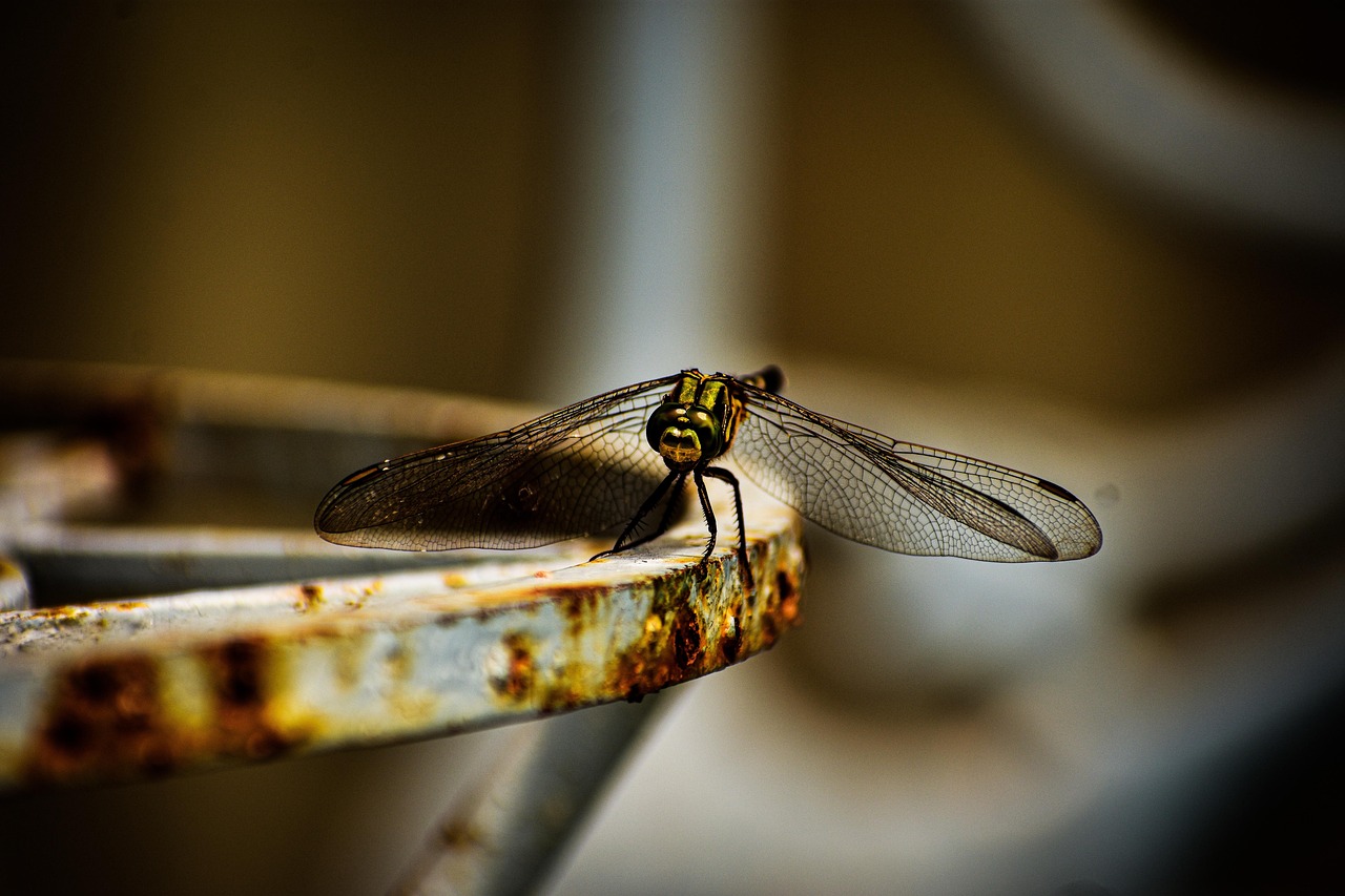 Free Stock Image Insect 200,000+ Free Insect-Bird & Nature Images - Pixabay