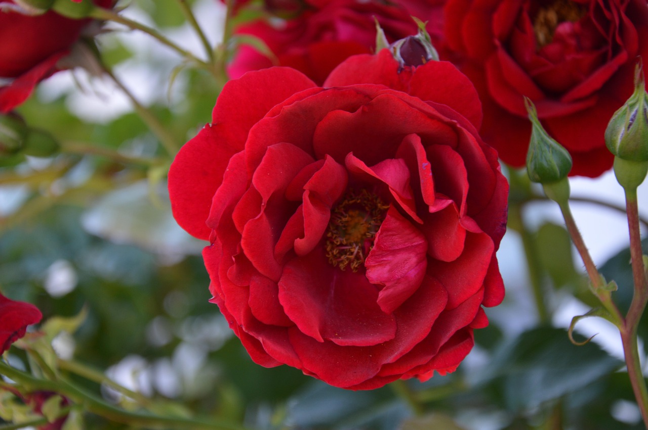 Free Flower Close-Up photo and picture