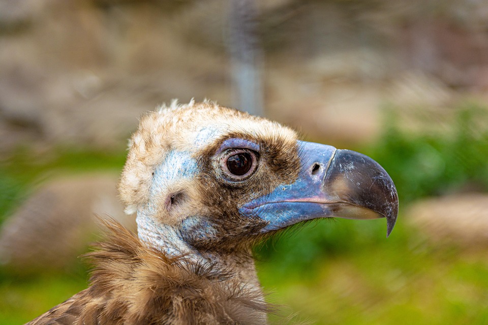 Hewan Elang Burung Foto Gratis Di Pixabay