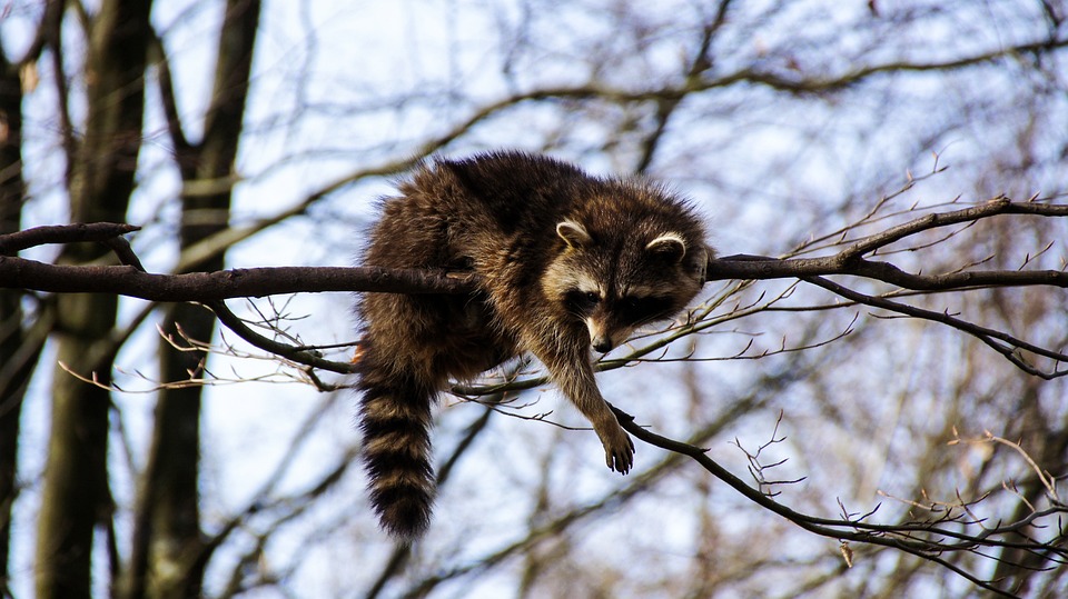 Mapache Animal Naturaleza - Foto gratis en Pixabay - Pixabay
