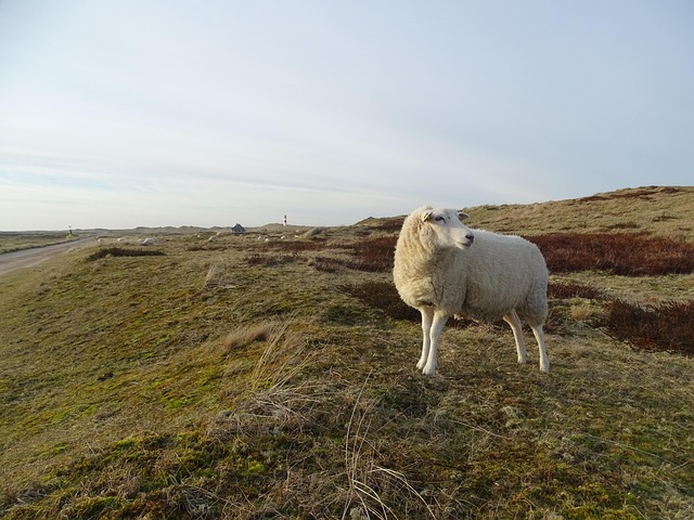 Free Sylt Elbow photo and picture
