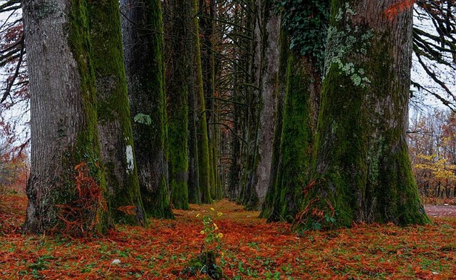 Free Trees Leaves photo and picture