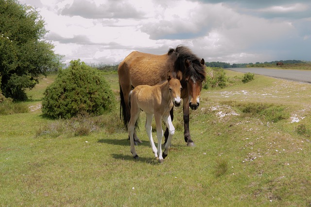 Free Horse Field photo and picture