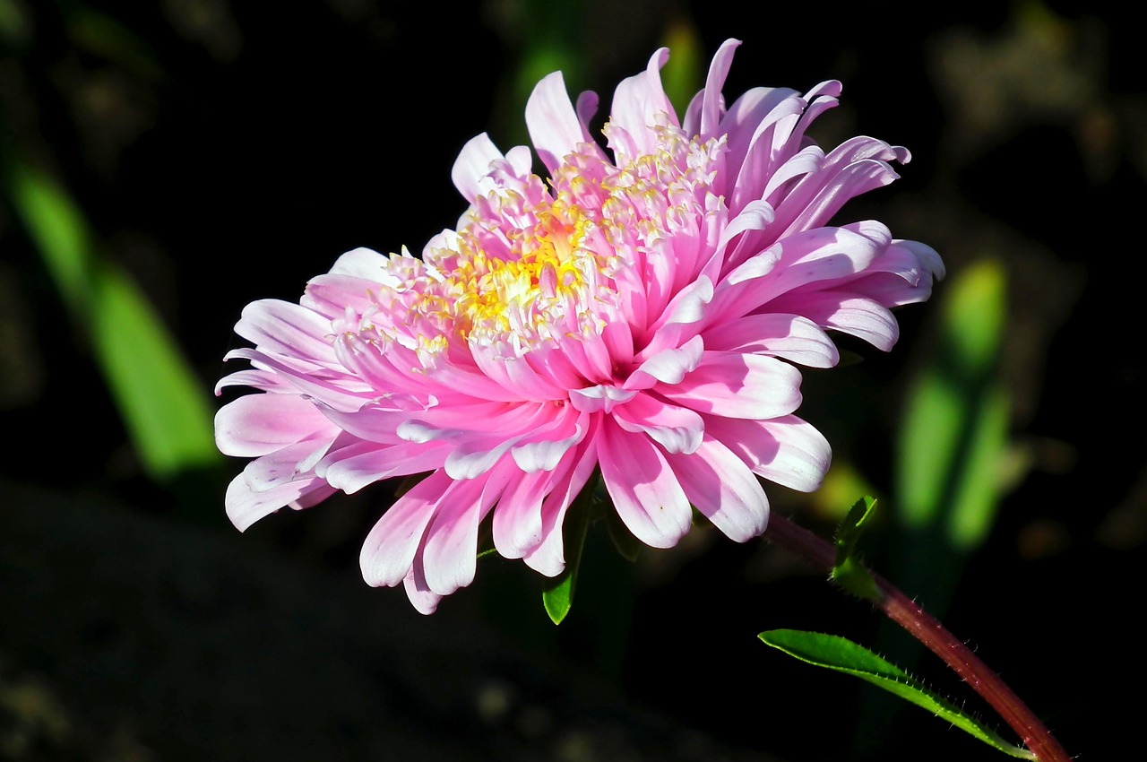 Graines D'Aster Rose – 60 Pcs Pour Jardin Fleuri