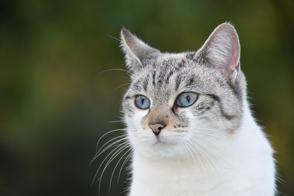 猫 阴云 猫科动物 - Pixabay上的免费照片